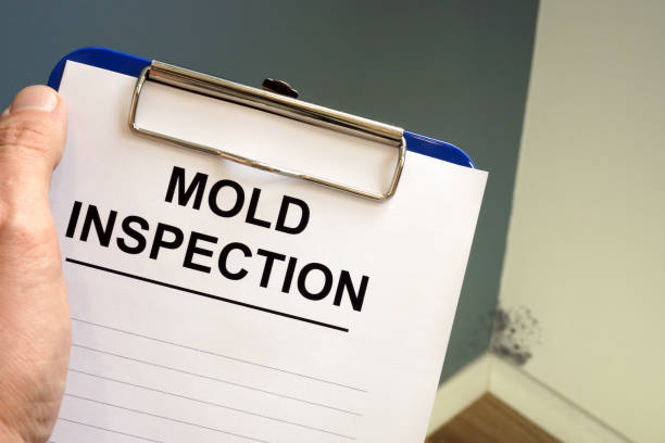 Trusted Camarillo, CA Mold Removal Experts